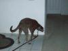 Ian sniffing the wall